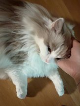 beauty_1786136358850.jpeg
