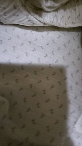 input_image_1905679340.jpg