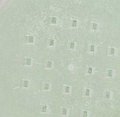 IMG_1811.jpeg