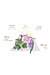 [사용안함] 프리지아 오드코롱 50ml